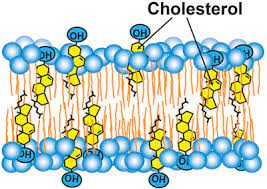 Cholesterol membrane