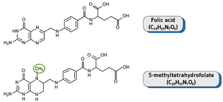 Folate forms 2