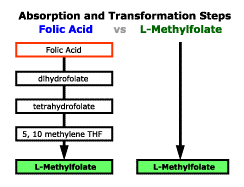 Folic to folate