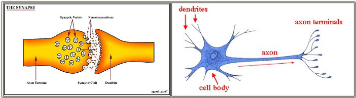 Synapse and dentrite