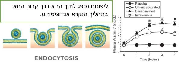 liposomal absorption and endocytosis